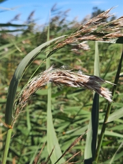 Phragmites australis americanus