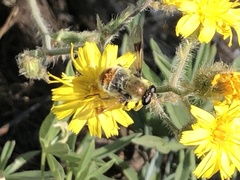 Sericomyia flagrans