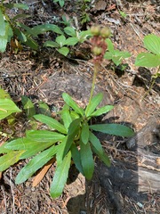 Chimaphila umbellata