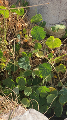 Tropaeolum majus