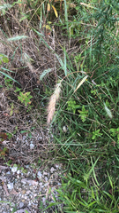 Elymus canadensis
