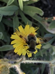 Sericomyia flagrans