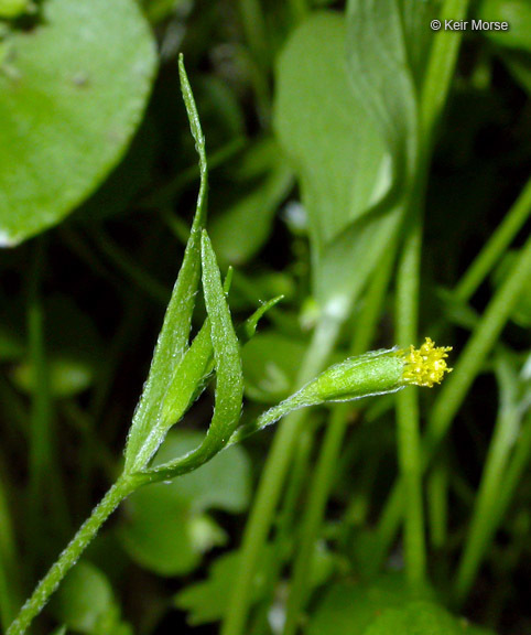 Lasthenia microglossa