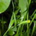 Lasthenia microglossa - Photo (c) 2005 Keir Morse, algunos derechos reservados (CC BY-NC-SA)
