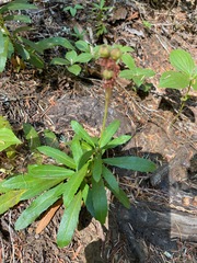 Chimaphila umbellata