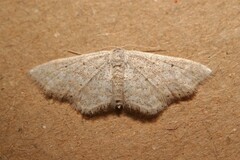 Idaea elongaria