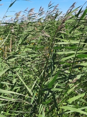 Phragmites australis americanus