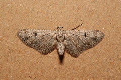 Eupithecia pimpinellata