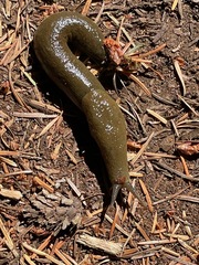 Ariolimax columbianus