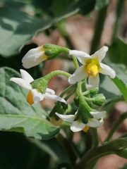 Solanum nigrum