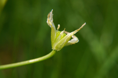 Ornithogalum umbellatum