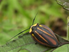 Rochaina mexicana