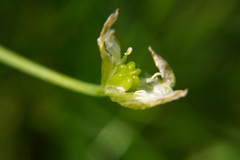 Ornithogalum umbellatum