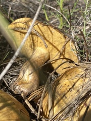 Suillus