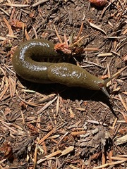 Ariolimax columbianus
