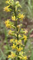 Solidago erecta