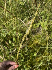 Triglochin maritima