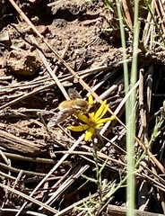 Bombyliidae