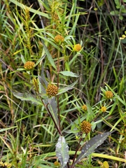 Bidens connata