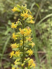 Solidago erecta