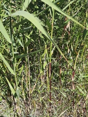 Phragmites australis americanus