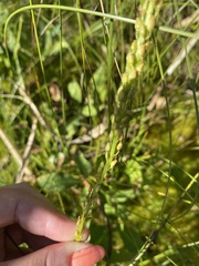 Triglochin maritima