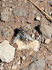 Oestroidea