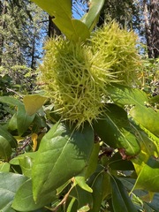 Chrysolepis chrysophylla