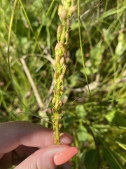 Triglochin maritima