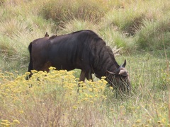 Connochaetes taurinus taurinus