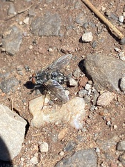 Oestroidea