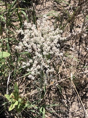 Eriogonum annuum