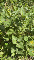 Silphium perfoliatum