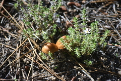 Leptosiphon melingii