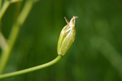 Ornithogalum umbellatum