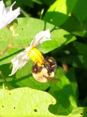 Bombus impatiens