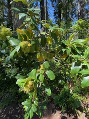 Chrysolepis chrysophylla