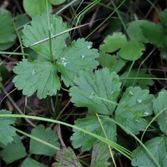 Waldsteinia fragarioides