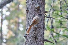 Perisoreus infaustus