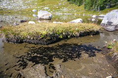 Anaxyrus boreas