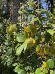 Chrysolepis chrysophylla