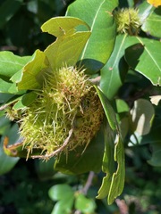 Chrysolepis chrysophylla