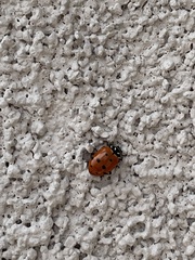 Hippodamia convergens
