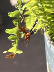 Polistes carolina