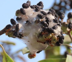 Oecophylla longinoda