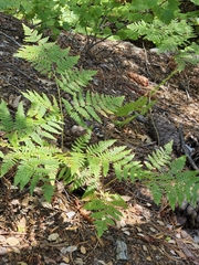 Pteridium aquilinum pubescens