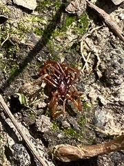 Dysdera crocata