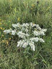 Euphorbia marginata