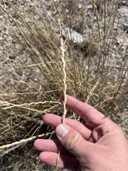 Thinopyrum intermedium