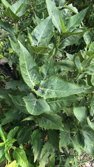 Silphium perfoliatum